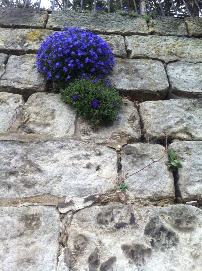 Mauerblümchen momentumderzeit.de